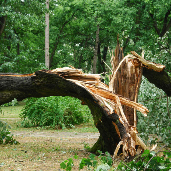 Sturmschäden & Schäden durch Blitzeinschlag